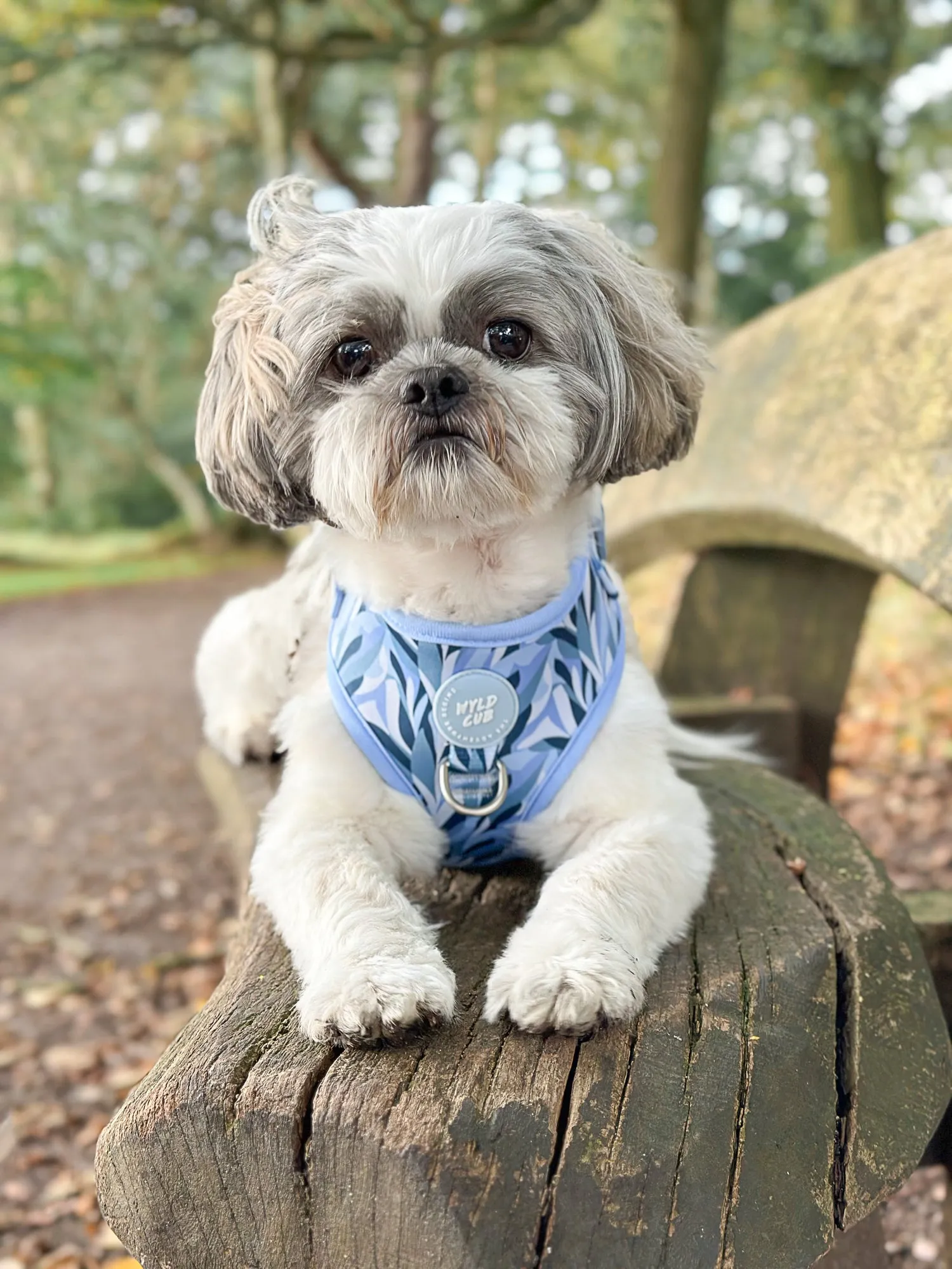 Adjustable Dog Harness: Kew Celeste