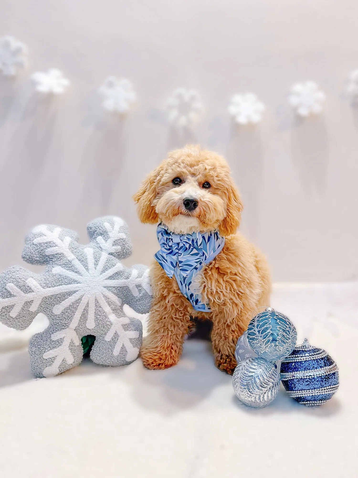 Adjustable Dog Harness: Kew Celeste