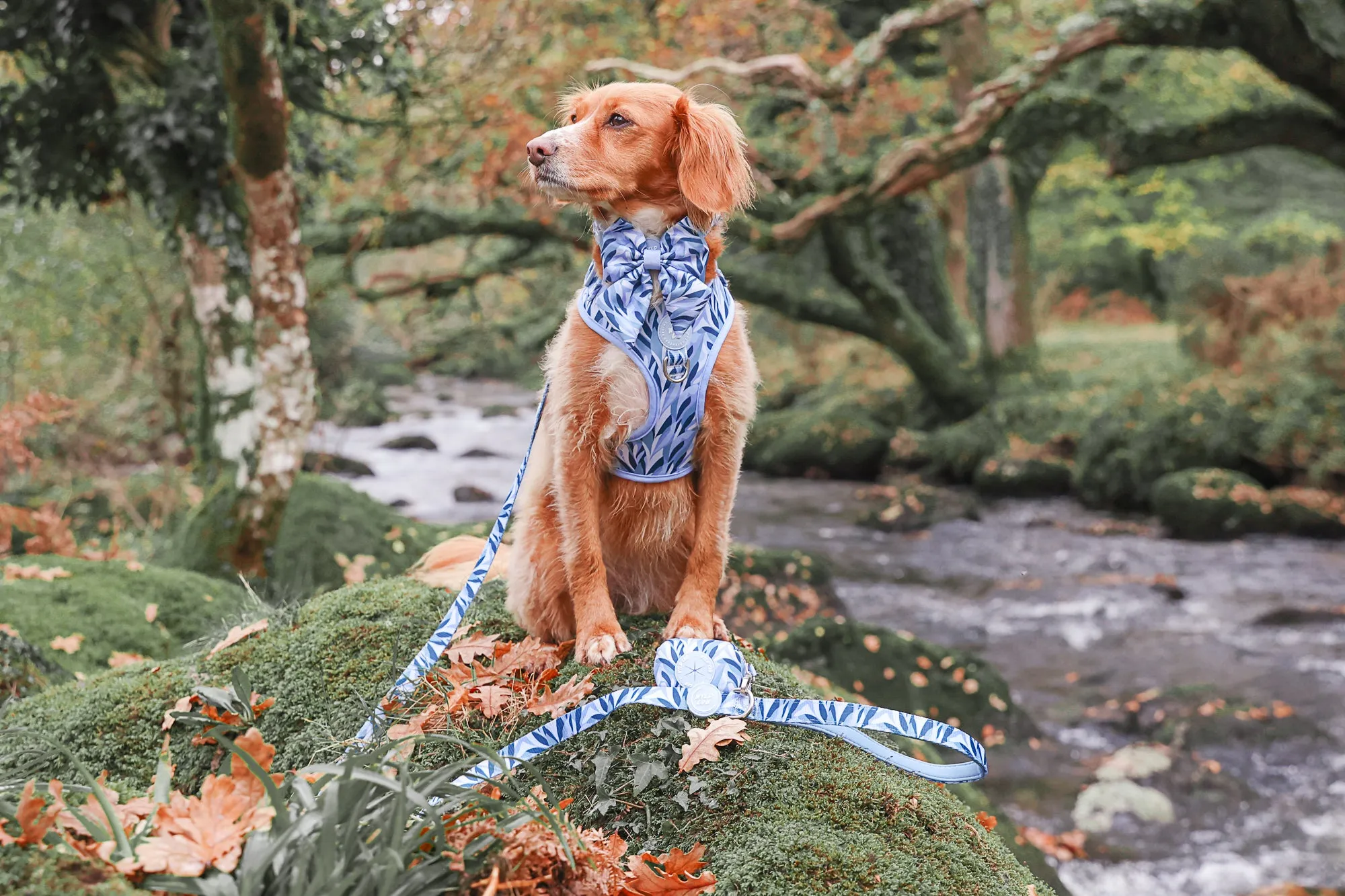 Adjustable Dog Harness: Kew Celeste