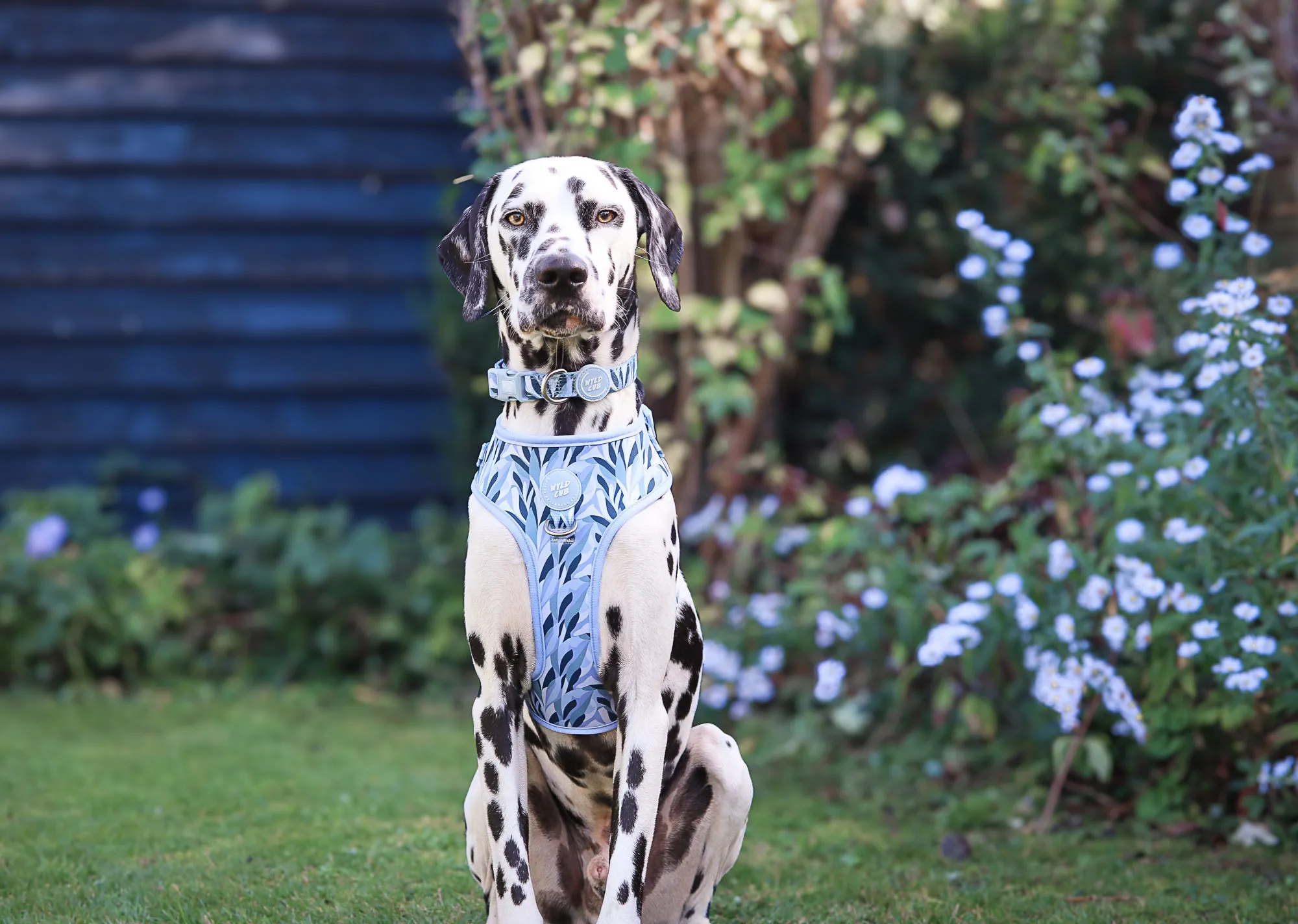 Adjustable Dog Harness: Kew Celeste
