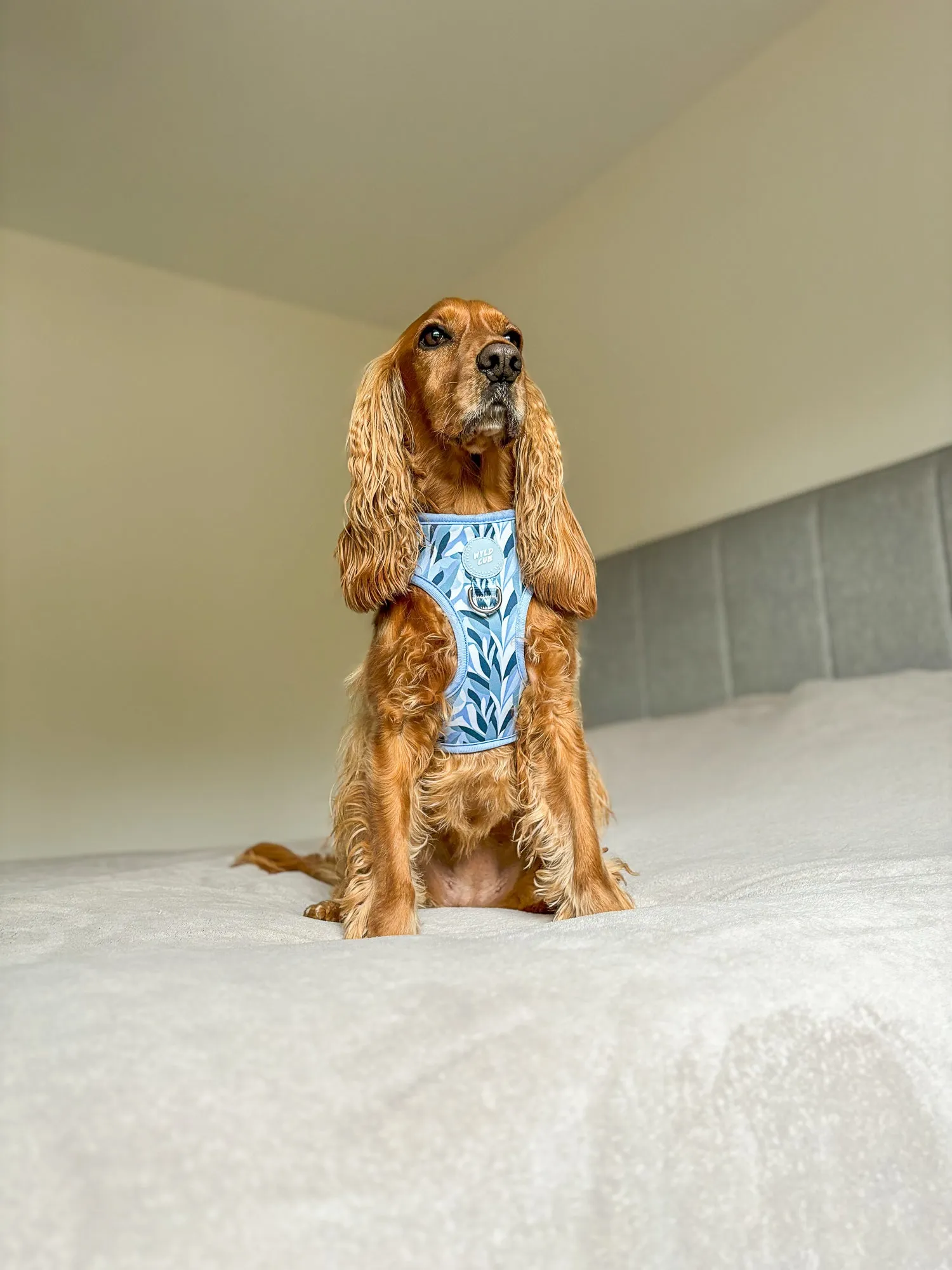Adjustable Dog Harness: Kew Celeste
