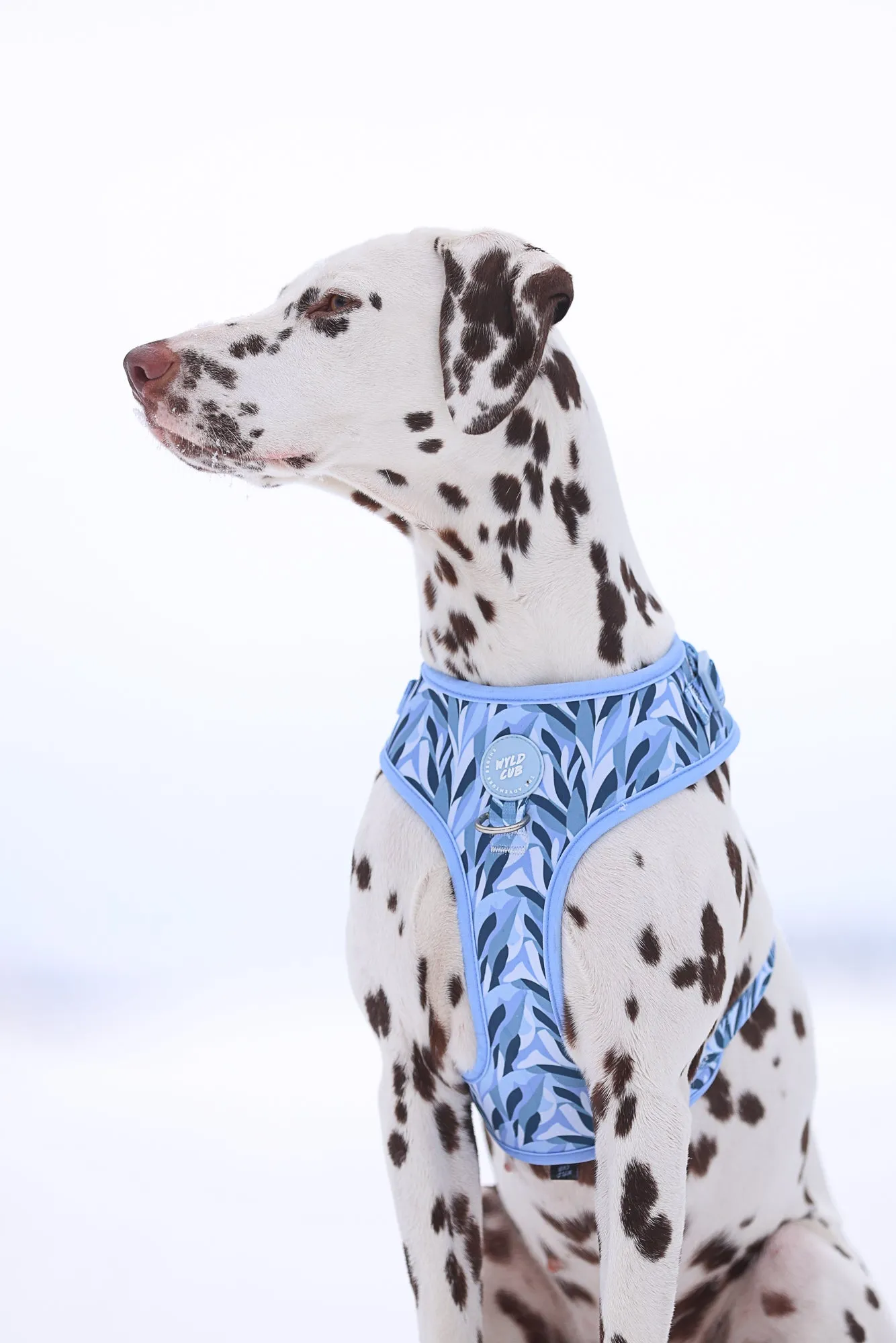 Adjustable Dog Harness: Kew Celeste