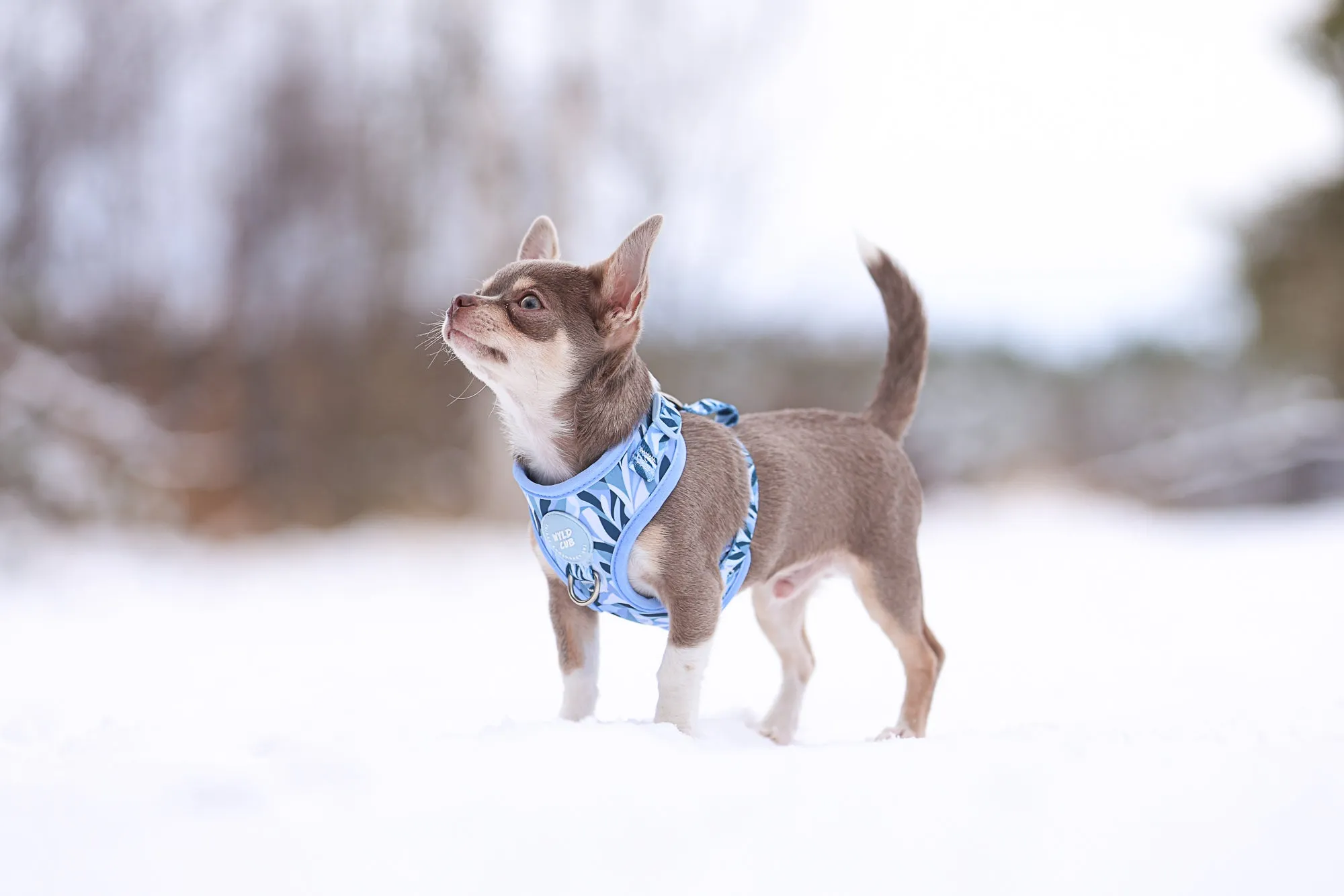 Adjustable Dog Harness: Kew Celeste