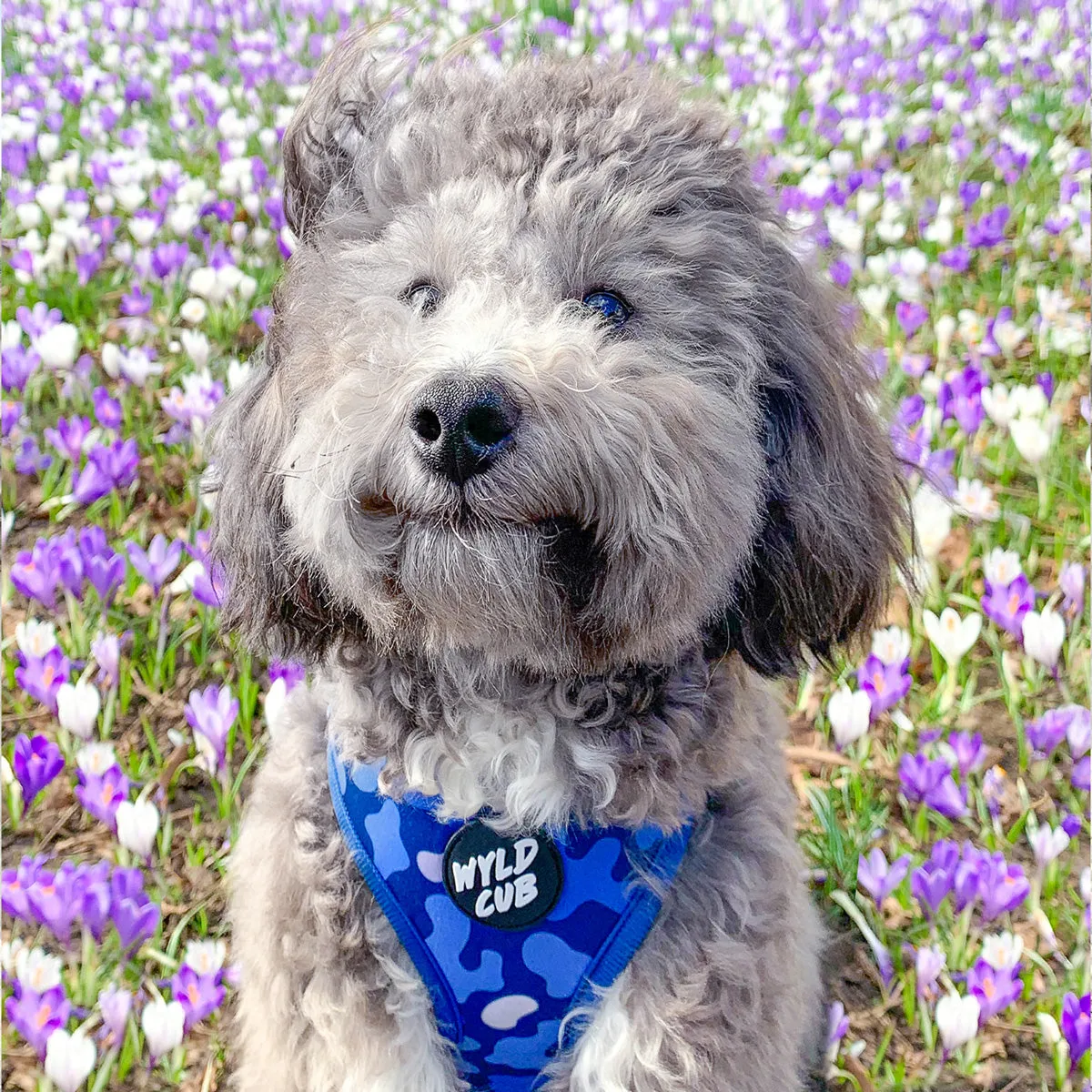 Camo, Let's get Outta Here!: Adjustable Dog Harness