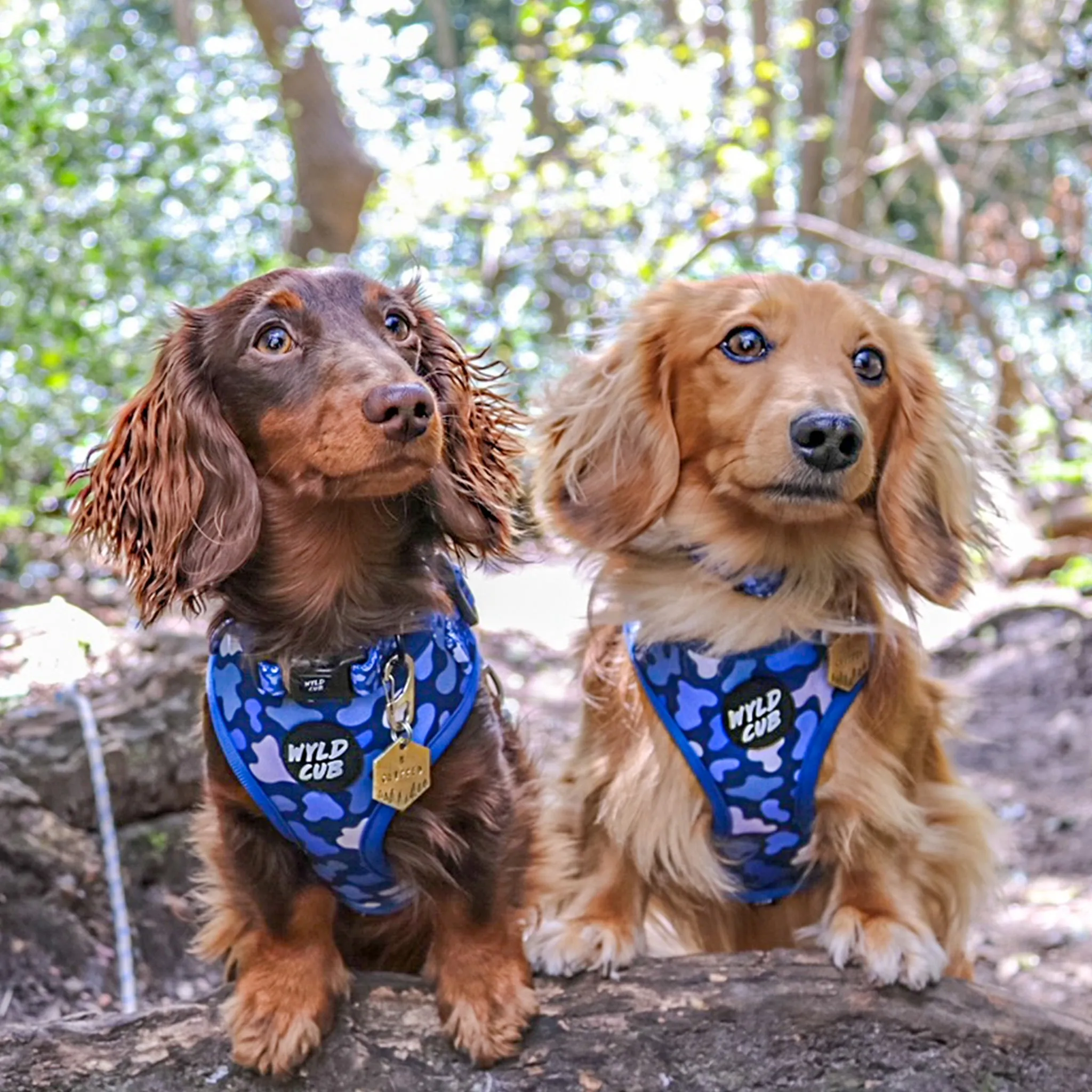 Camo, Let's get Outta Here!: Adjustable Dog Harness