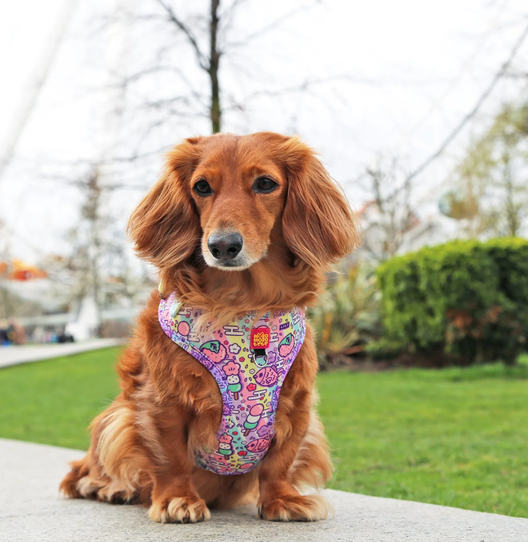 Hanami adjustable harness
