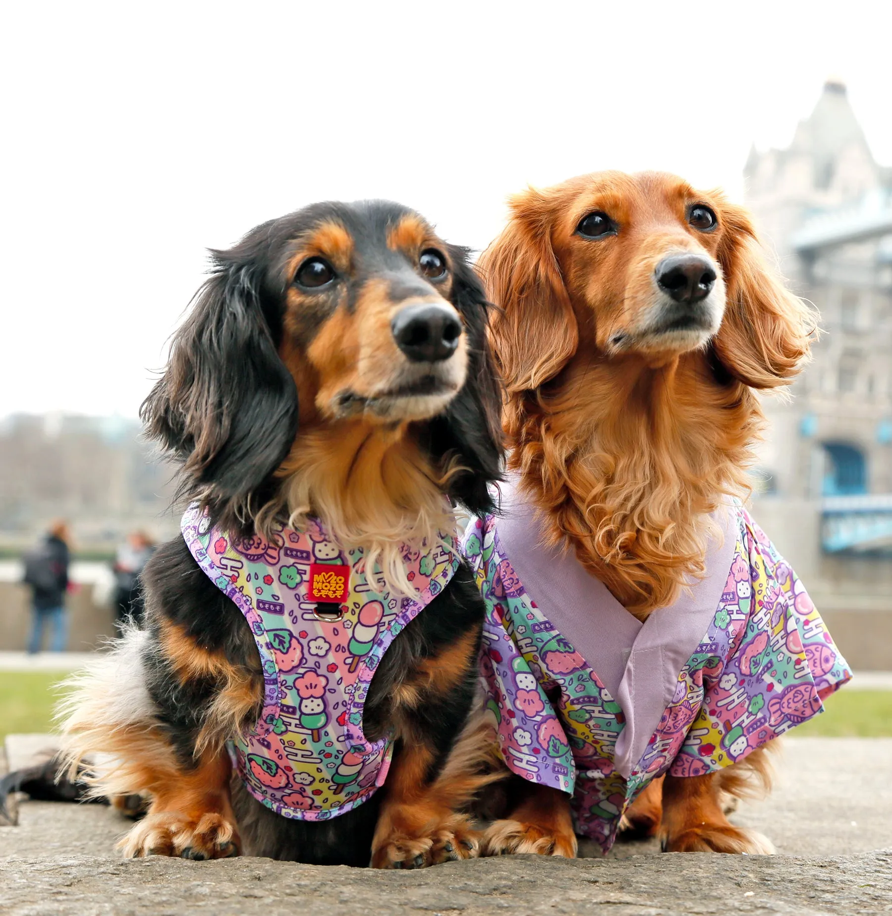 Hanami adjustable harness