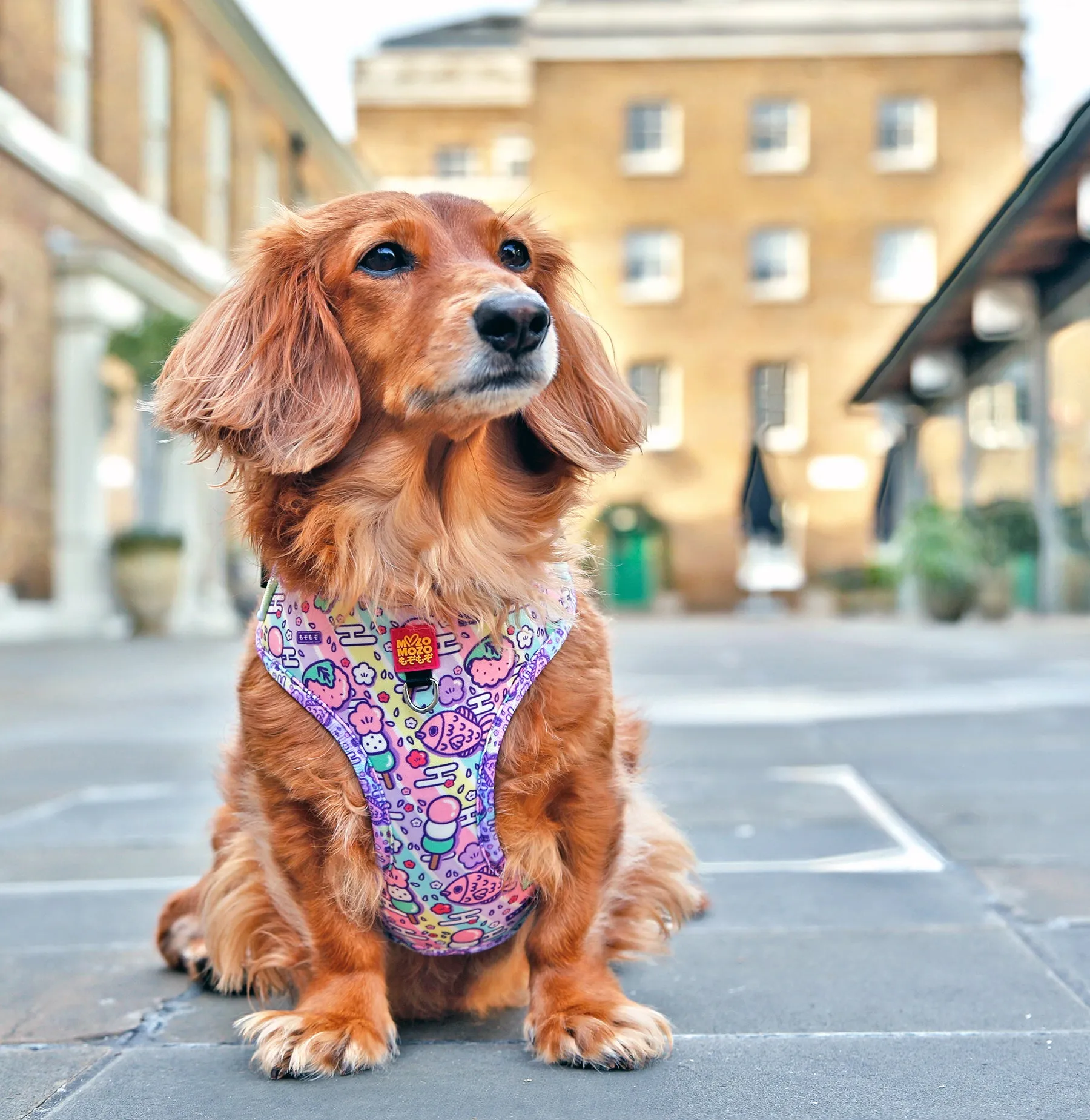 Hanami adjustable harness