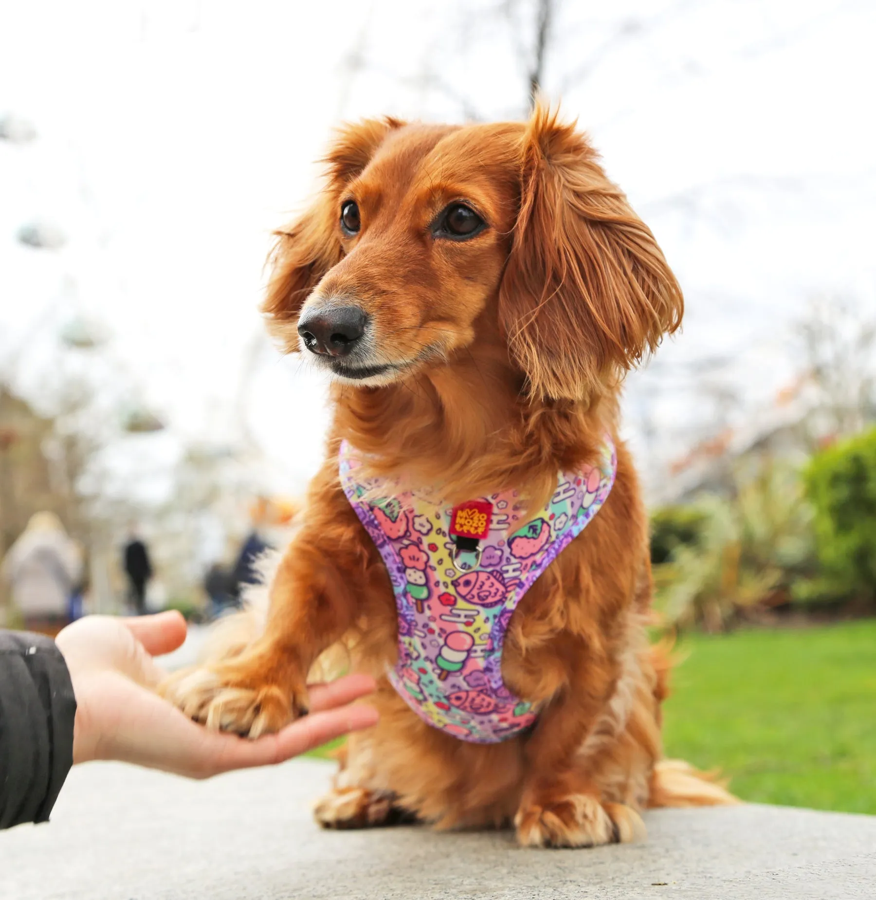 Hanami adjustable harness