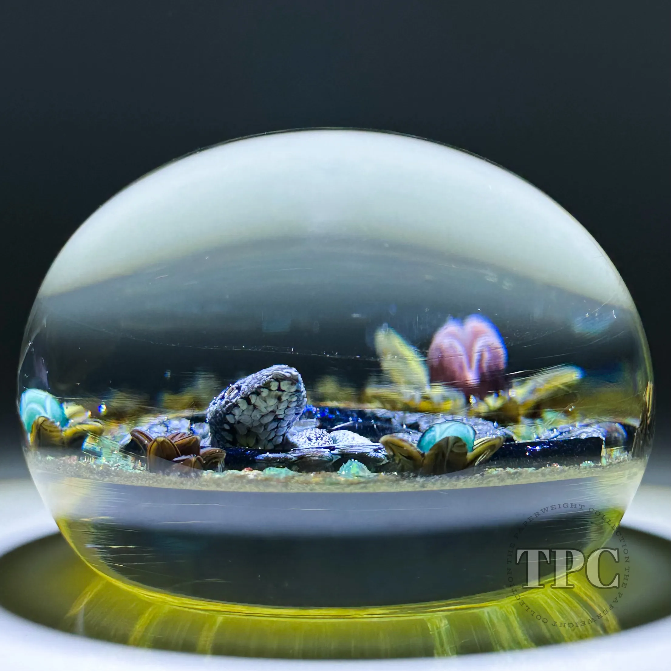 William Manson 2024 Glass Art Paperweight Flamework Coiled Snake with Eggs